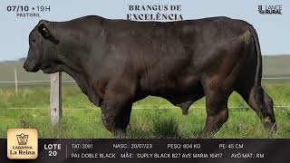 LOTE 20  3091