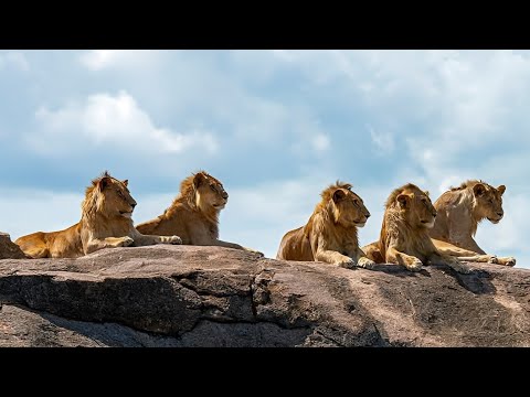 The Tragic Story | 5 Black Rock Male Lions | Masai Mara