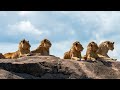 The Tragic Story 5 Black Rock Male Lions Masai Mara