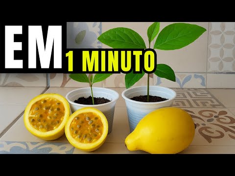 Planting Passion Fruit + Growing Tips: How to Plant Passion Fruit