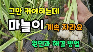 그만 커야하는 마늘이 계속자라요 원인과 해결방법 마늘밭에서 해야할일은? #벌마늘 #뻥마늘