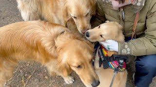It was a golden retriever paradise from the morning!