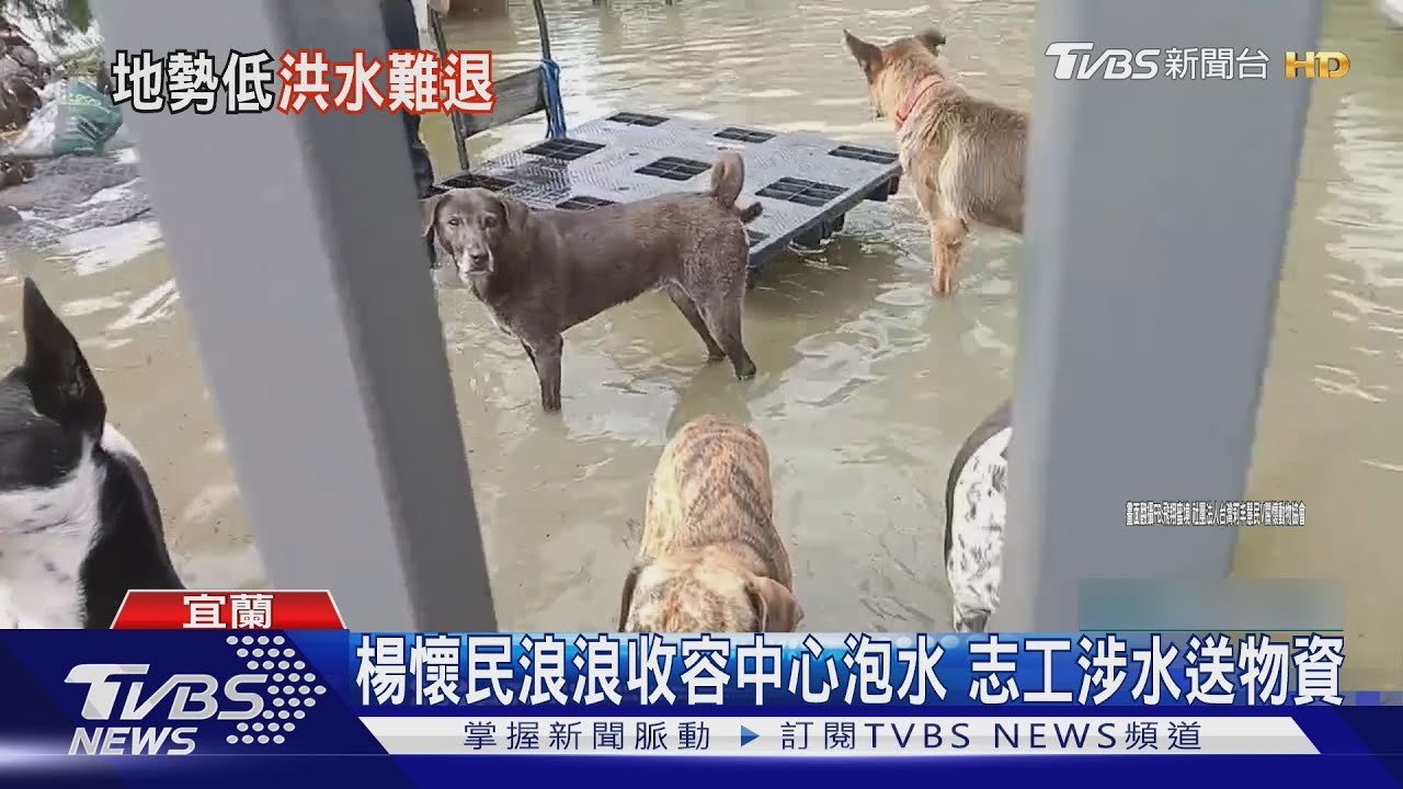 宜蘭暴雨!演員楊懷民浪浪收容所遭淹 志工徒步涉水送物資