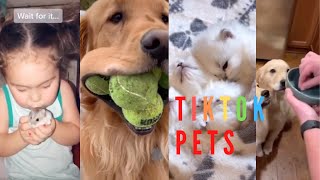 TikTok Funny Pets Compilation 😹