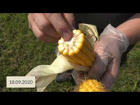 Pflanzenbau Aktuell - 18.09.2020