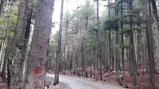 preview picture of video 'Kalam Forest visit today kpk Northern area's of pakistan.'