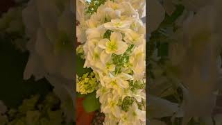Download lagu ⒊ Elgar Salut d'amour エルガー 愛の挨拶 mp3