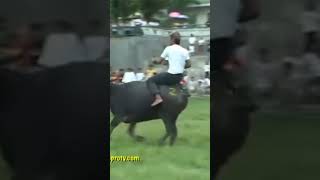 Download lagu CARABAO RACING CHALLENGE mp3 Download lagu CARABAO RACING CHALLENGE mp3