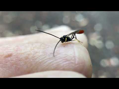 Ichneumonid Wasp, Genus Dusona