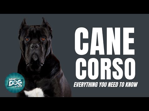 , title : 'Cane Corso | Dogs 101 - Must Know Facts for the Owner'