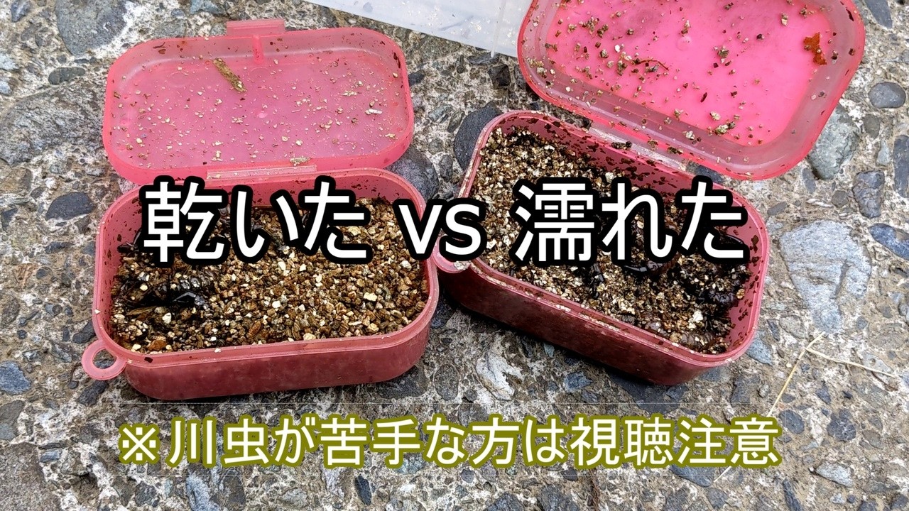 【実釣検証】渓流エサの保管は乾いた砂が正解？バーミキュライト編