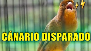 Cantar canário belga faz seu canário cantar – o melhor