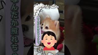 【犬の雑学】犬と目を合わせると絆が深まる! 驚きの研究結果