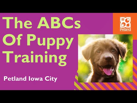 The ABCs Of Good Puppy Training