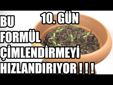 , title : 'Biber Tohumu Çimlendirme | Soğan Kabuğu İle !'