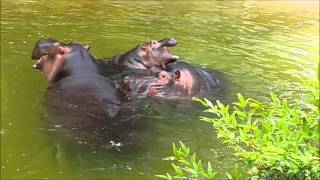 Hippo Family in Los Angeles Zoo (2015)