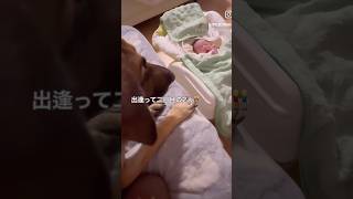 【犬と赤ちゃん】出逢って2日目の愛犬と新生児  #犬と子供 #犬と赤ちゃん #新生児 #0歳児 #大型犬 #大型犬のいる生活  #犬との暮らし #ジャーマンシェパード