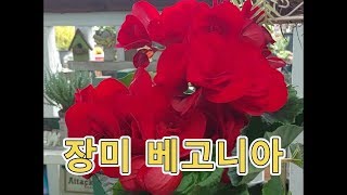 장미꽃 베고니아 1년 내내 꽃 피는 방법 (분갈이/키우는법)
