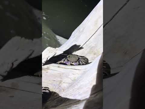 #เลี้ยงปลาทะเล #ป่าชายเลน #สำรวจโลก #เลี้ยงปลาทะเล