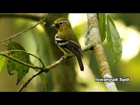 Cipoh Novyj Trend Smotret Onlajn Na Sajte Trendovi Ru