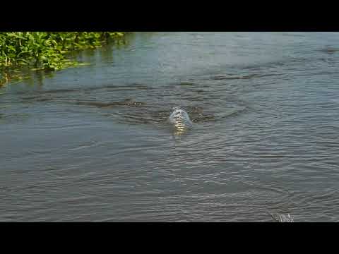 Dorado on Poppers! Doesn´t get much better!!!