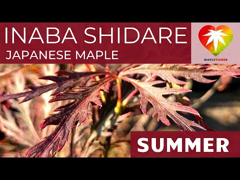 , title : 'Inaba shidare Japanese maple'