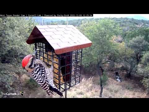 Ladder-backed Woodpecker Forages Front And Center In West Texas – Dec. 9, 2022