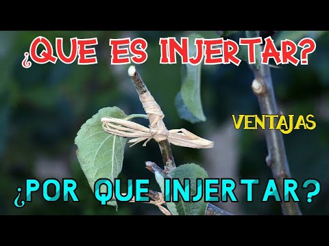 ¿QUÉ ES INJERTAR? ¿POR QUÉ INJERTAR? + BENEFICIOS / VENTAJAS / DESVENTAJAS