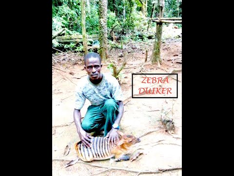 HUNT FOR ZEBRA DUIKER IN LIBERIA