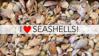 What do I do with all my seashells? Let