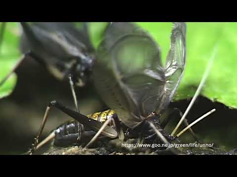 スズムシ鳴く