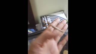 Praying mantis as a pet