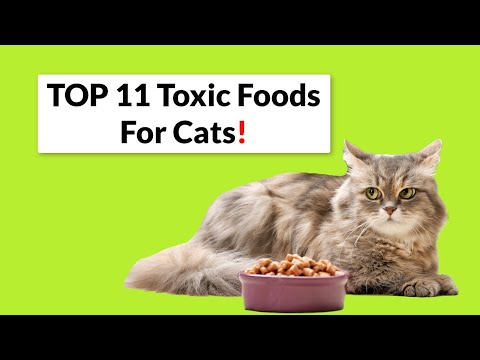 What Are the 11 Most TOXIC Foods For CATs?