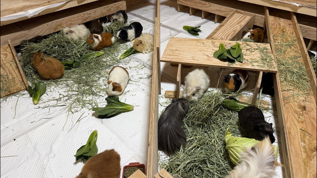 26匹のモルモットがいる部屋のLive！主は別の部屋にいます。