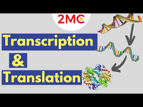 Transcription & Translation | From DNA to RNA to Protein