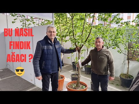 Tek Gövde AŞILI TÜRK FINDIĞI ( corylus colurna ) Detaylar.. Muhammet Gündüz 'ün Anlatımıyla..