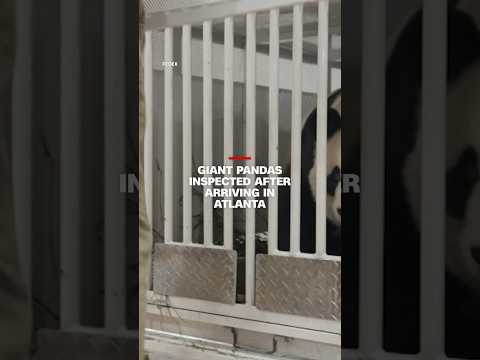Giant pandas inspected after arriving in Atlanta