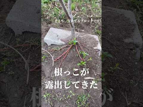 果樹の健康と最高の収穫を確保するにはどうすればよいでしょうか?リンゴの木の剪定はいつ行うべきですか？  庭園
