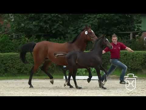 IZ023 Hengstfohlen von Quibery   Castelan II   Casall