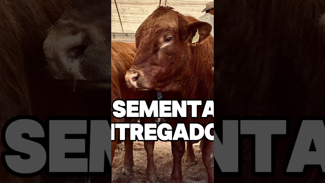 Continuamos con las entregas del programa de Mejoramiento Genético en el estado de Durango