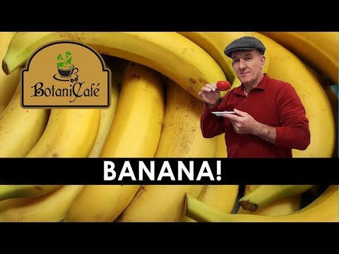 , title : 'BotaniCafè - Il Banano, una pianta erbacea interessante'