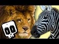 Lion Vs Zebra Deadliest Showdowns BBC Earth
