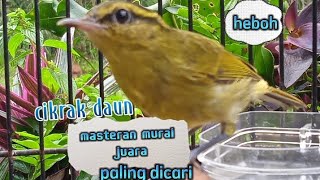 Download lagu masteran cikrak daun(tralis).pare pare semua burung jadi ikutan gacor.... mp3