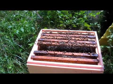 Пчеловодство. Заселение бродячего роя в улей. Расширение гнезда сушью для развития.