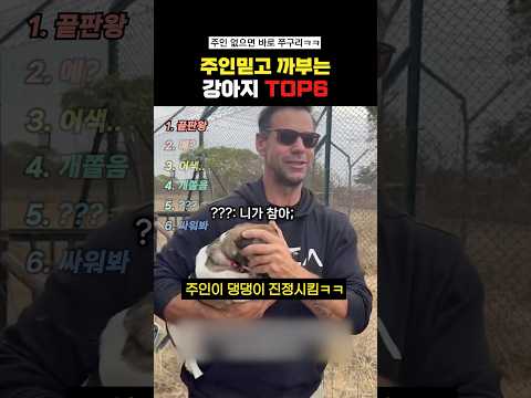 주인믿고 까부는강아지Top6#랭킹쇼츠