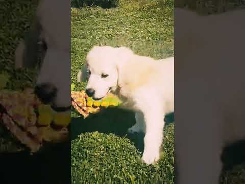 Golden Retriever puppy for sale