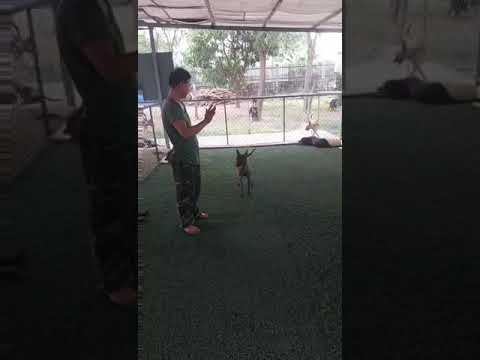 Huấn luyện chó Becgie tại trường huấn luyện chó Vũng Tàu - Cường Phát