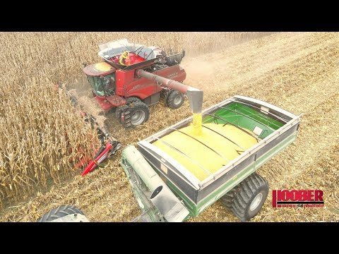 James L Carpenter Corn Harvest With Case IH 8250 and 9250 Combines