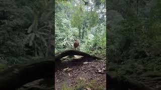 Download lagu manusia paling beruntung !!! pendaki ini dihampiri burung garuda khas indonesia #shorts mp3