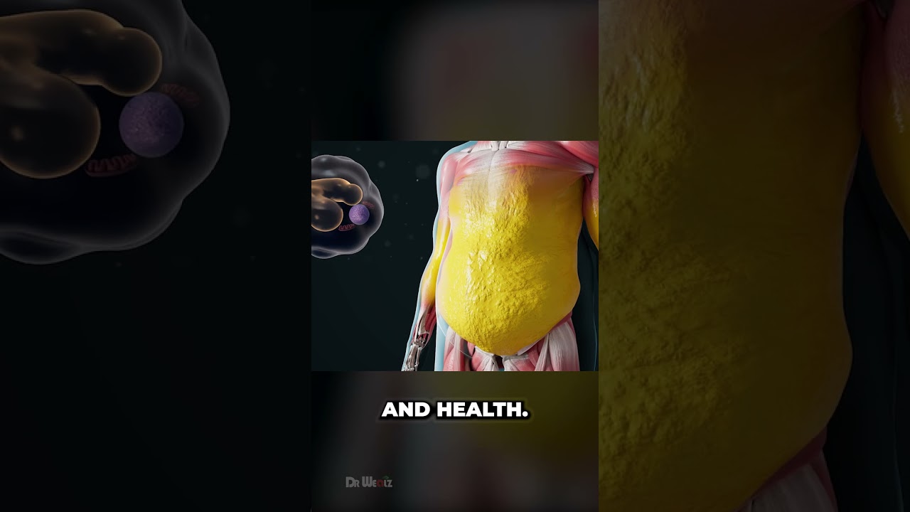 How Does Your Body Burn Fat (The Process of Weight Loss)